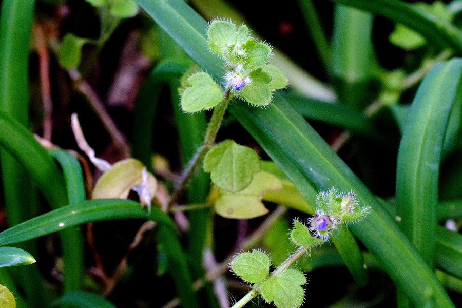 Veronica hederifolia ssp. hederifolia